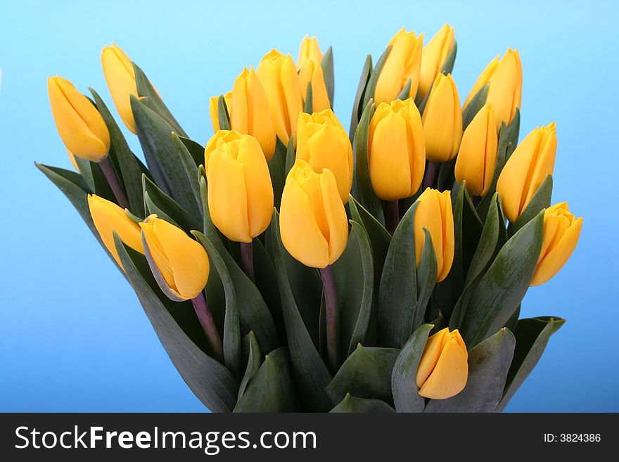 Yellow tulips isolated on blue background