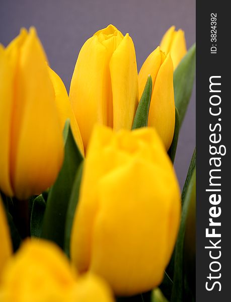 Yellow tulips isolated on grey background