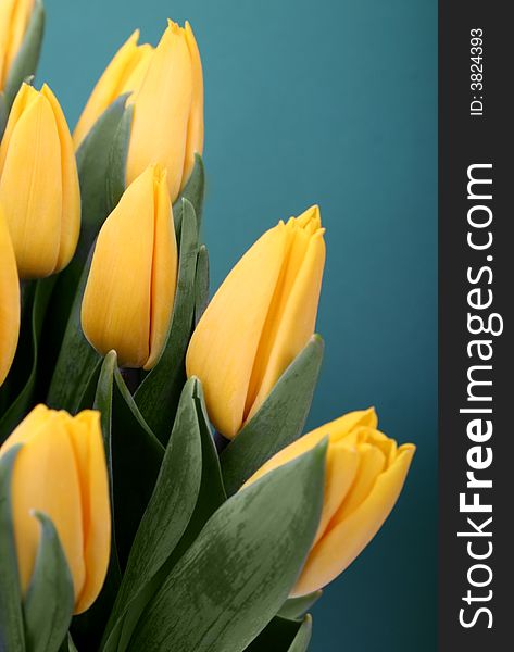Yellow tulips isolated on green background