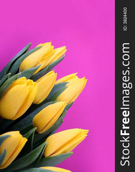 Yellow tulips isolated on magenta background