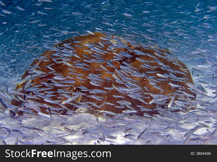 Schooling blue fish around small coral head in sand