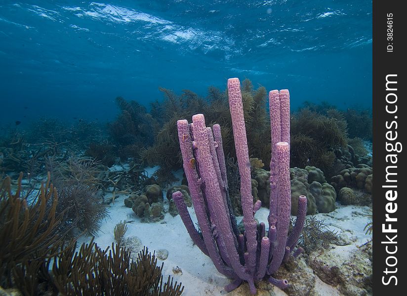 Underwater Bonaire - coral reef in shallow water with purple stove pipe spone. Underwater Bonaire - coral reef in shallow water with purple stove pipe spone