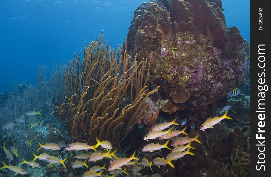 Underwater Bonaire - schooling yellowtail snappers