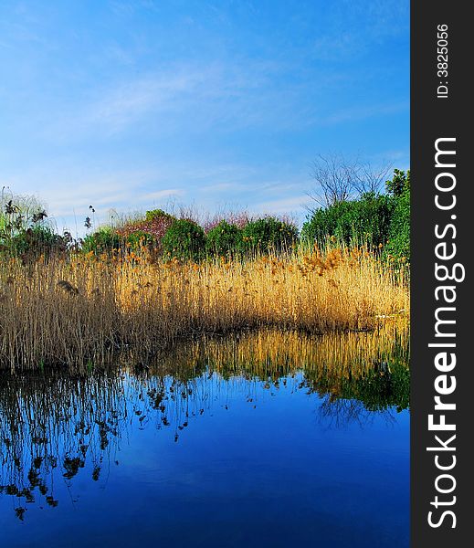 The leaves become yellow in the light of a setting sun. The brook is deep blue because of the blue sky. The leaves become yellow in the light of a setting sun. The brook is deep blue because of the blue sky.