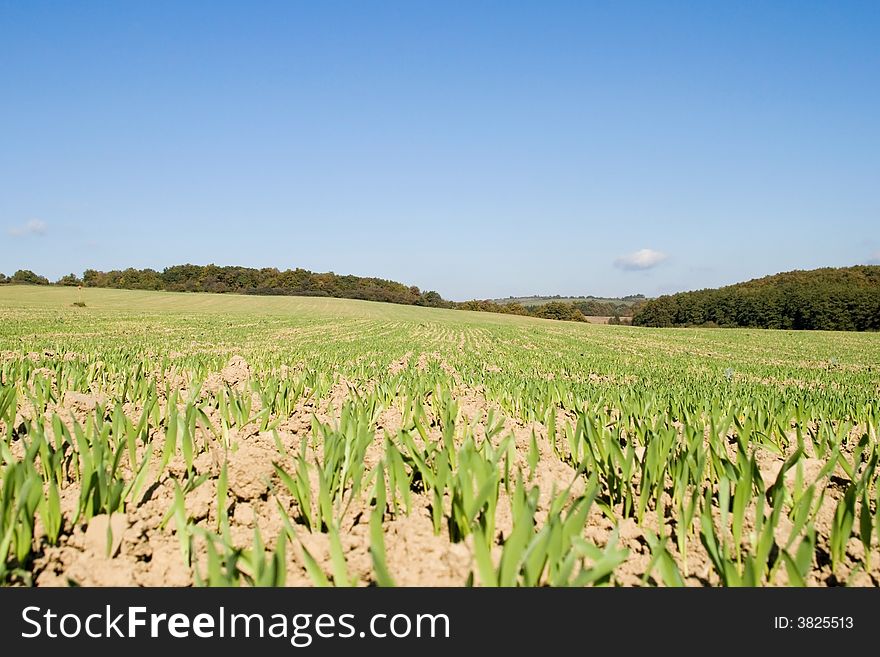 He is a wheat field in morning sunshine. He is a wheat field in morning sunshine.