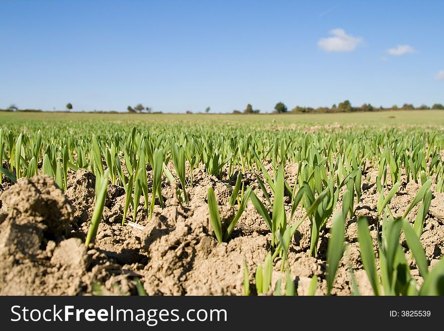 He is a wheat field in morning sunshine. He is a wheat field in morning sunshine.