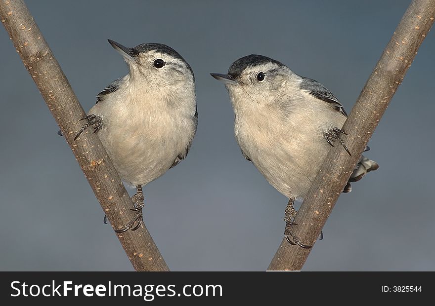 Two nuthatches are sitting on branches next to each other. Two nuthatches are sitting on branches next to each other.