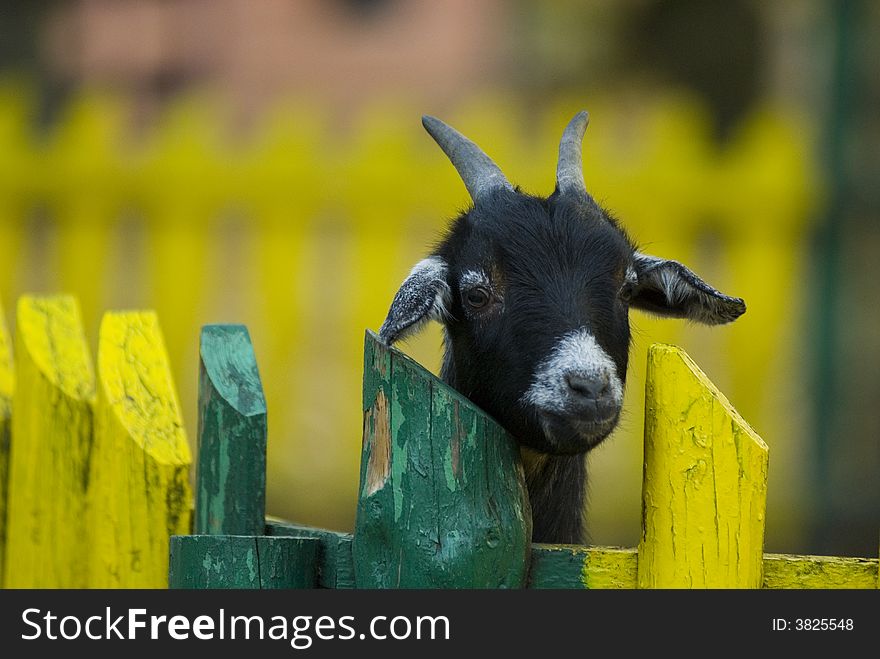 Portrait of curious goat in the field. Portrait of curious goat in the field