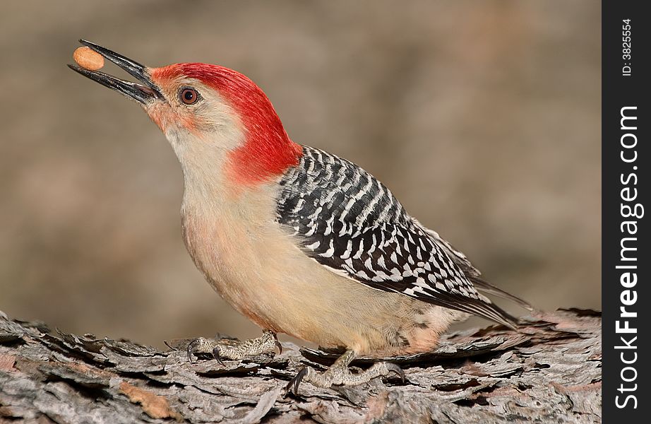 A woodpecker is sitting on a log eating a nut. A woodpecker is sitting on a log eating a nut.