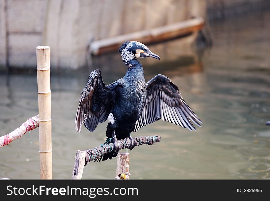 A cormorant stands on a little boat. This is a fishing show of a view called Tongli.