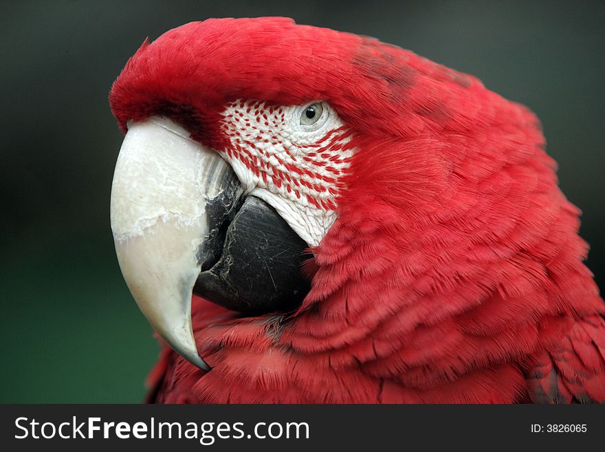 Portrait of Beutiful Parrot Ara