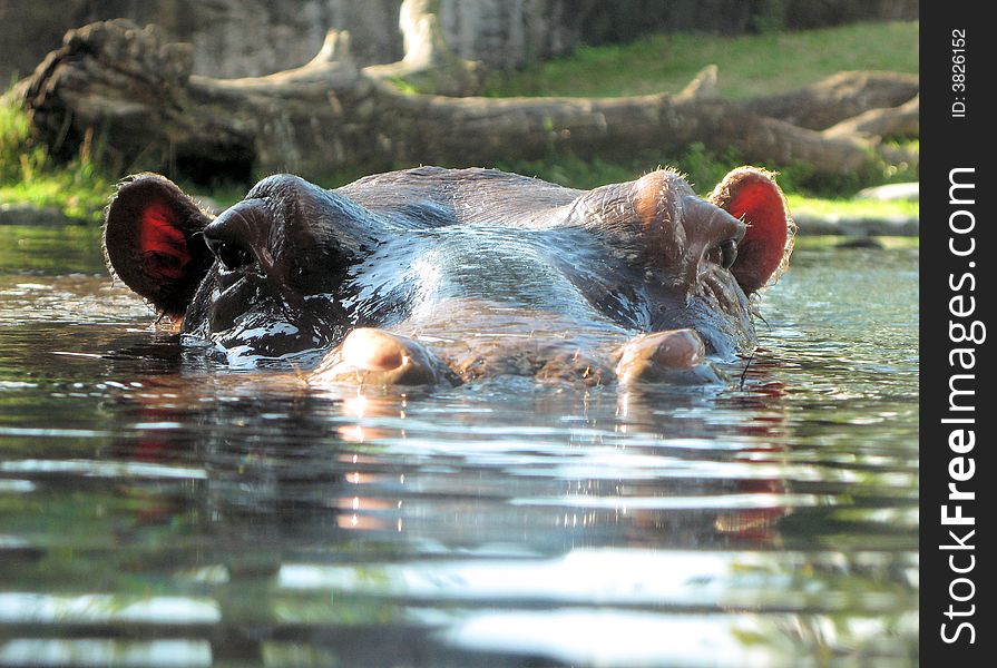 A beautiful big massive African Hippopotamus (Hippopotamus amphibius) head portrait at water level with alert expression in the face resting in a river, looking straight and watching. A beautiful big massive African Hippopotamus (Hippopotamus amphibius) head portrait at water level with alert expression in the face resting in a river, looking straight and watching