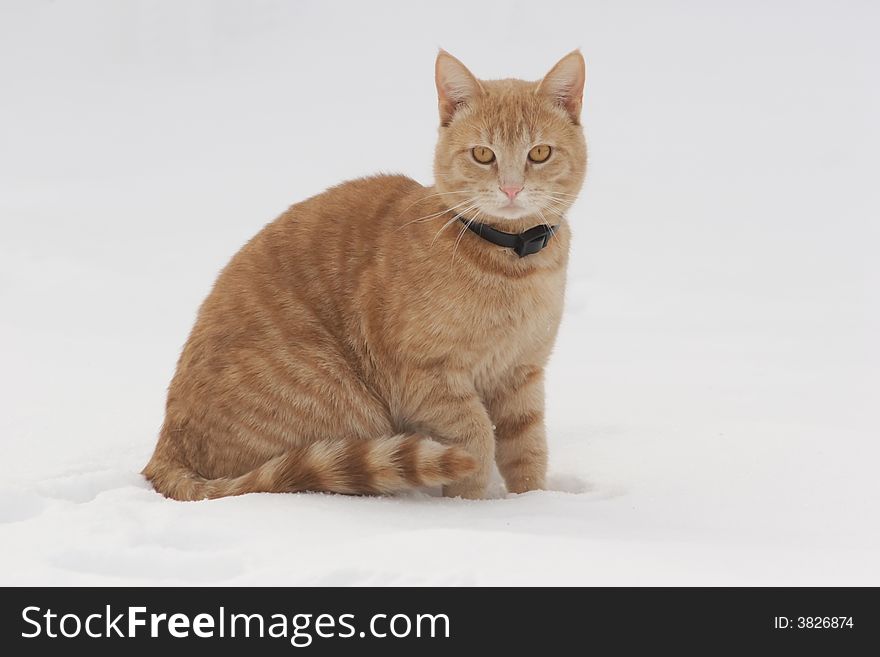 A red stripy cat sitting on the snow. A red stripy cat sitting on the snow