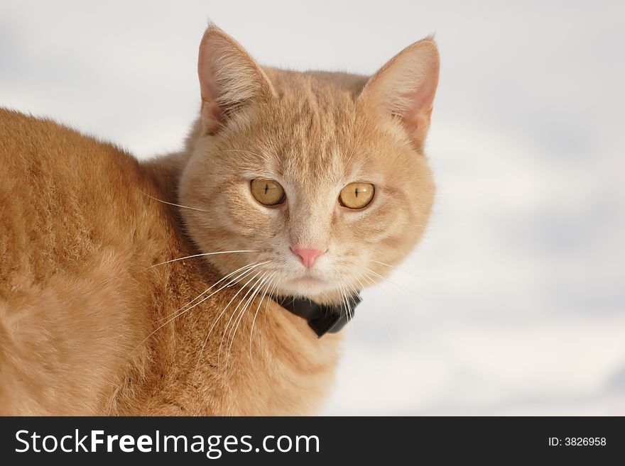 A red stripy cat sitting on the snow. A red stripy cat sitting on the snow