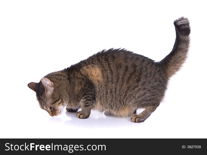 Small Cat on white background