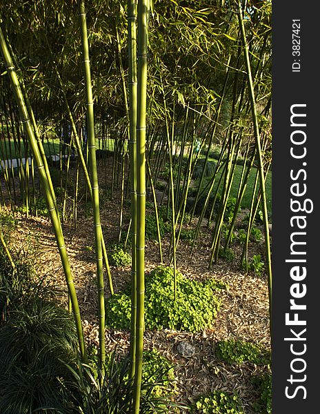 Bamboo And A Path