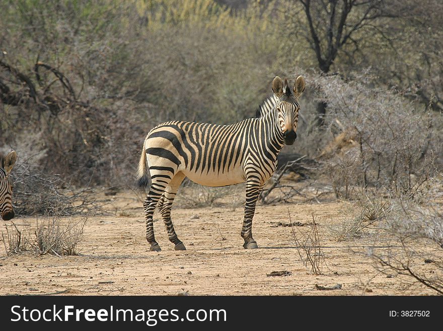 Single zebra standing in the sunny namibian bushland and looking at the camera