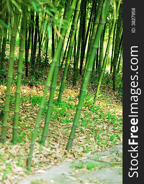 Bamboo in a garden. A path behind. Bamboo in a garden. A path behind.