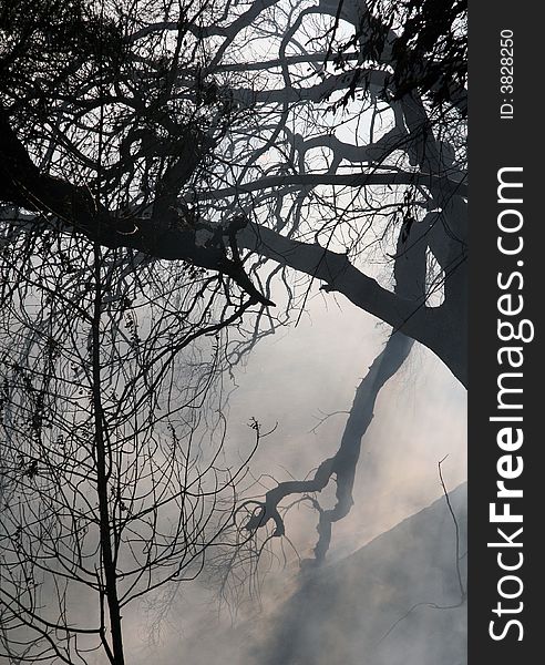 Tree branches hidden in fog