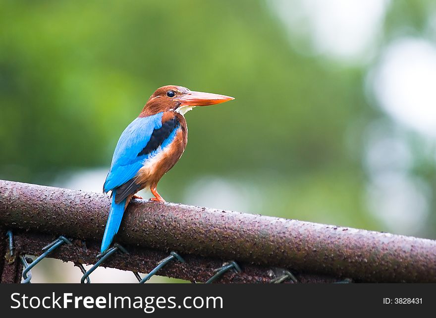 White-throated kingfisher sitting on a fence on a wet rainy overcast day