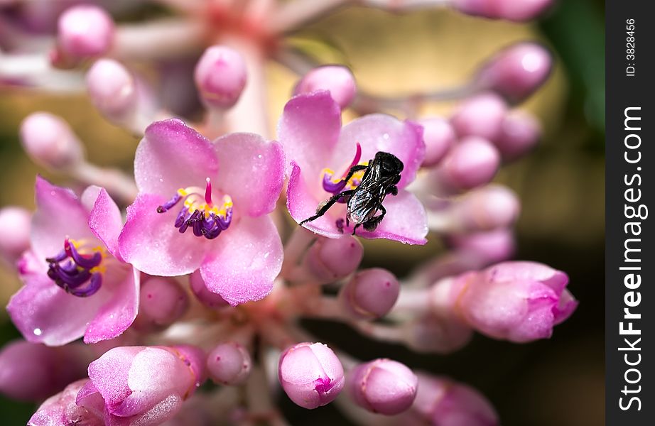 Stingless Bee On Flower