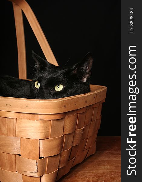 A black cat is transported in a wooden basket. A black cat is transported in a wooden basket