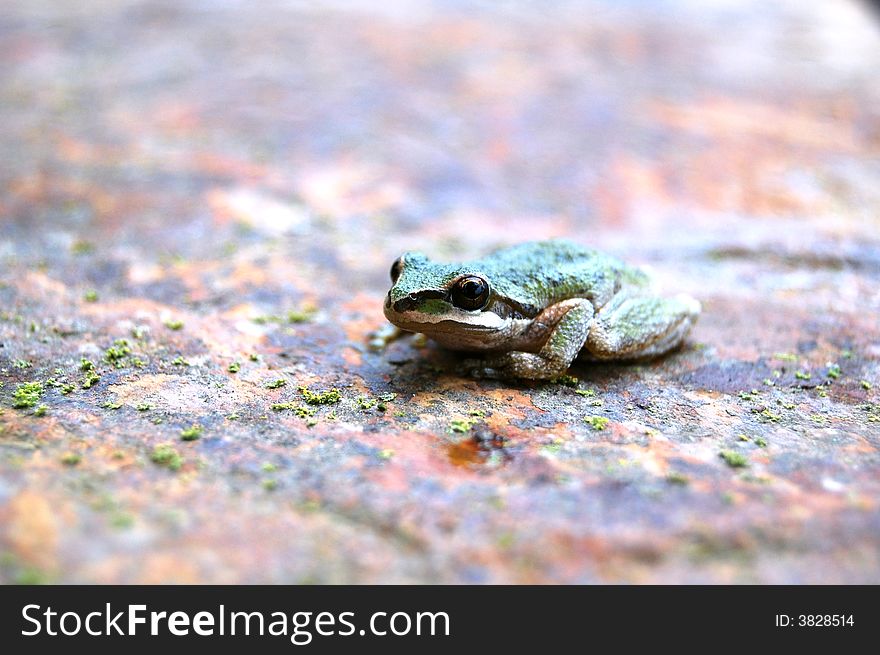 Close-up of green Pacific Tree Frog on a rock.