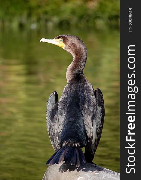 Cormorant sitting on a rock at a pond.