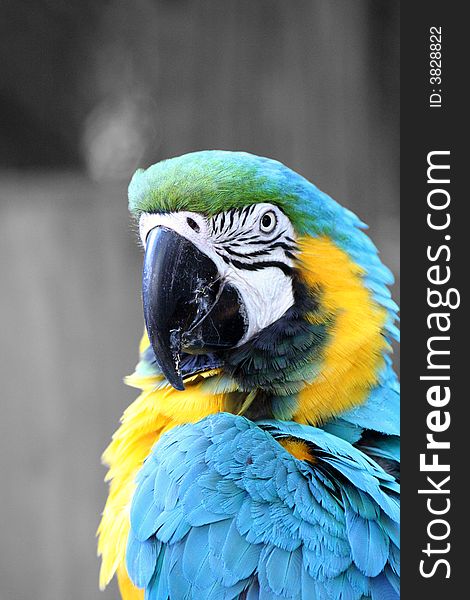 Blue and gold macaw bird against a gray background.