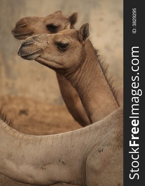 Head of camel resting, Bikaner, Rajasthan, India