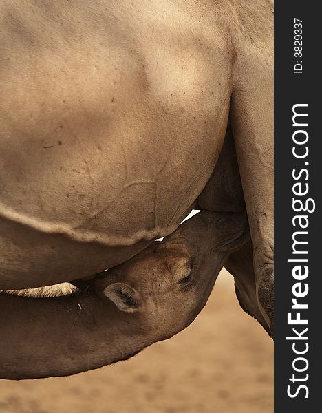 Baby camel suckling from its mother, Bikaner, Rajasthan, India