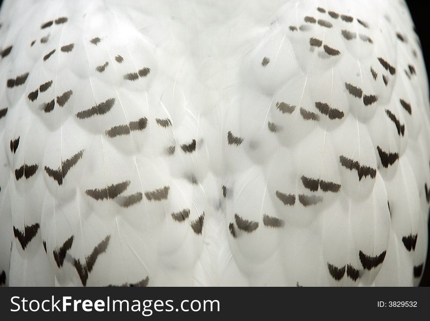 Snow owl back , abstract background