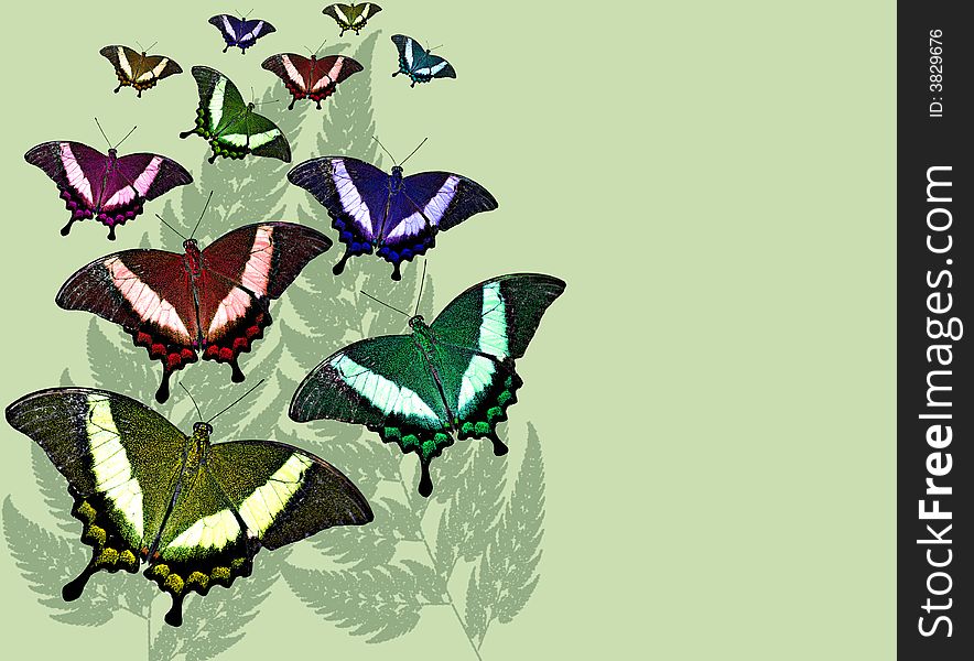 Colored butterflies rising with a faded fern leaf background and copy-space. Colored butterflies rising with a faded fern leaf background and copy-space
