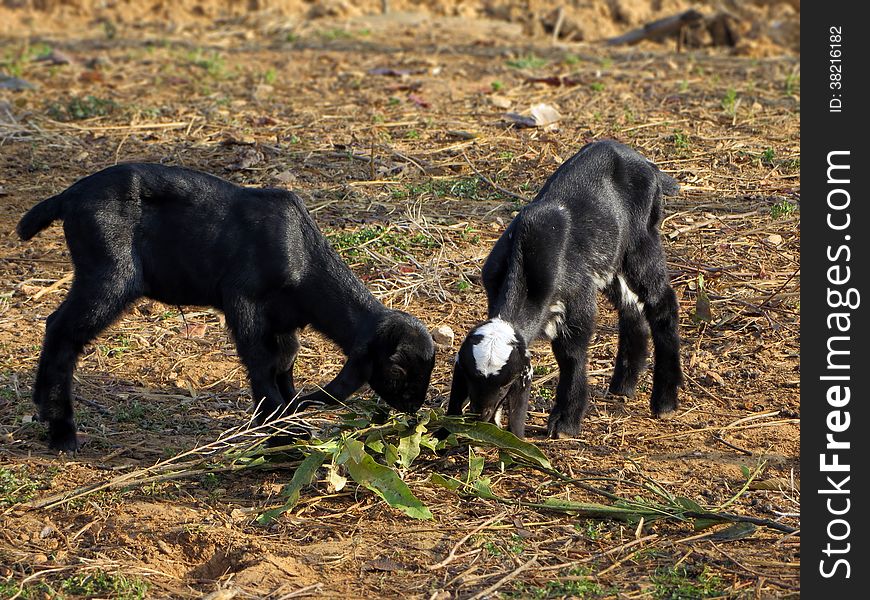 Two kid goats eating leaves off a branch. Two kid goats eating leaves off a branch.