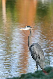 Great Blue Heron - Ardea Herodias Stock Photography Great Blue Heron - Ardea Herodias Stock Photography