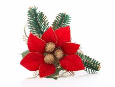 Poinsettia Royalty Free Stock Images Poinsettia Royalty Free Stock Images