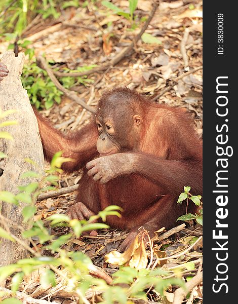 Young Orang-Utan looking cute on forest floor