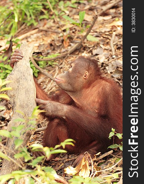 Young Orang-Utan on forest floor looking up