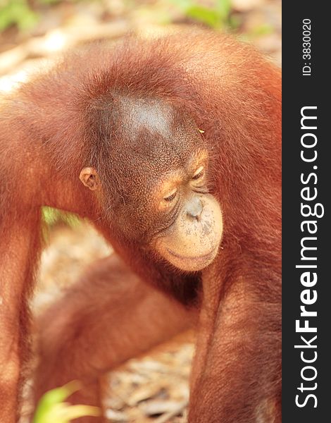 Young Orang-Utan Close Up