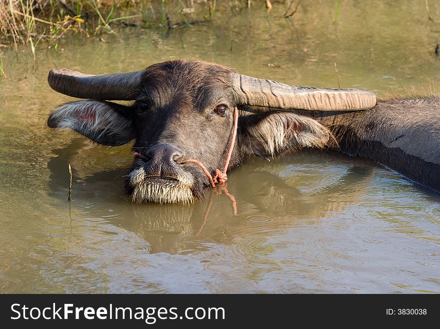 A buffalo is cooling off in the water.