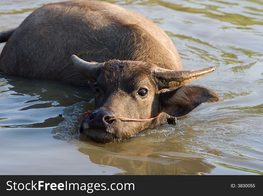 A buffalo is cooling off in the water.