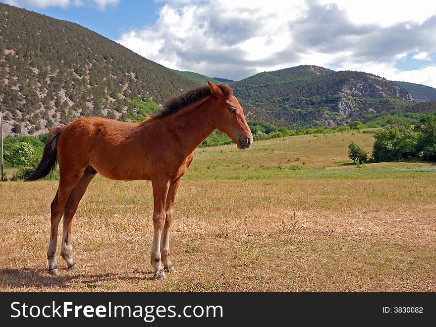Sorrel foal, young horse, Crimea