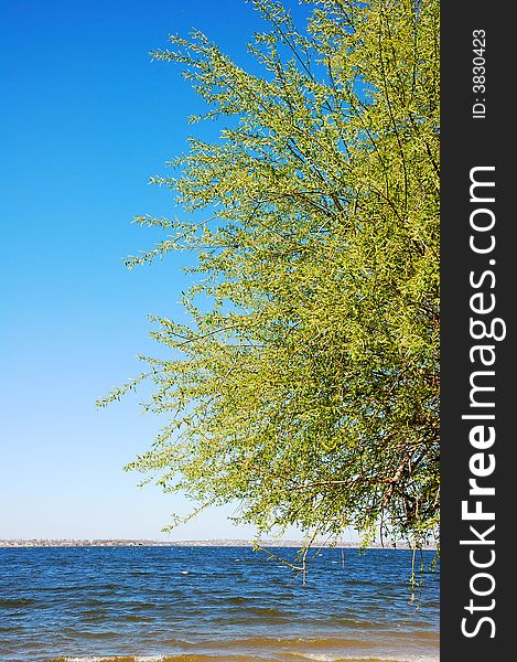 Blossoming tree on river shore over  clear blue sky. Blossoming tree on river shore over  clear blue sky