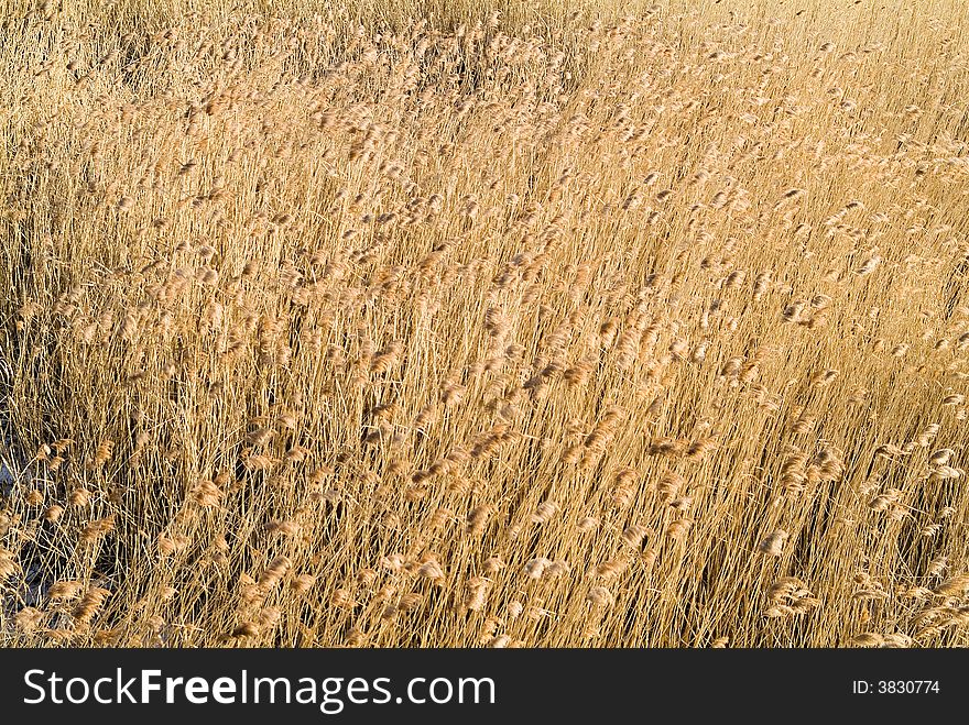 Golden Reed In Wind