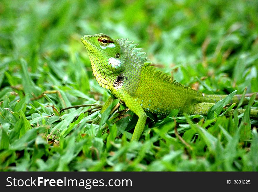 Green lizard on the grass. Green lizard on the grass