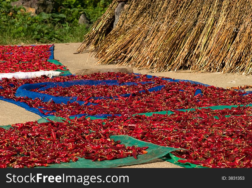 Process of dying red hot pepper at sunny place. Process of dying red hot pepper at sunny place