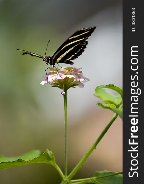 A large black butterfly perched on a sprig of flowers. A large black butterfly perched on a sprig of flowers.