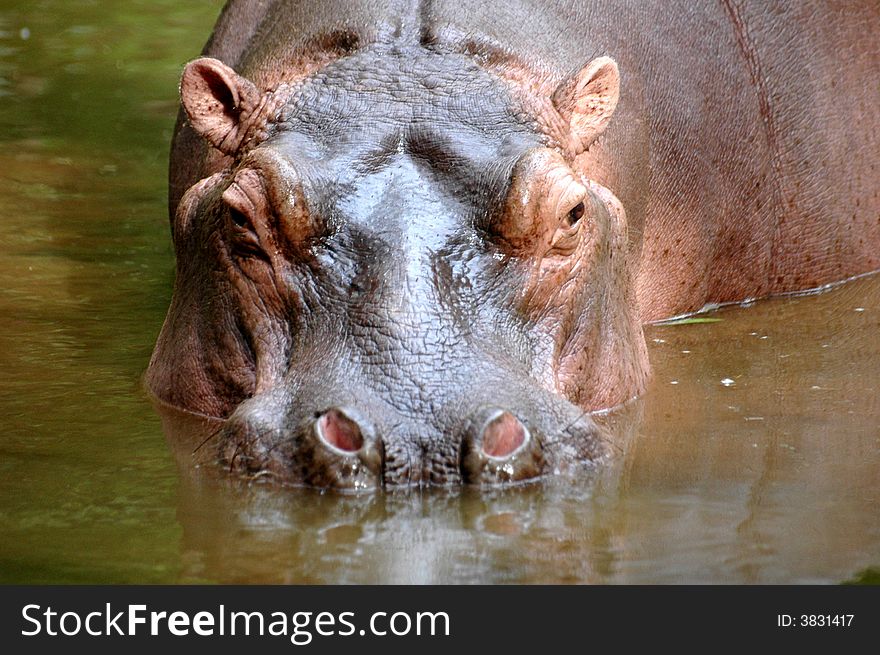 A Hippo in the water. A Hippo in the water