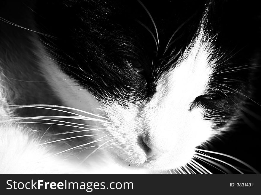 A black and white cat on the sun