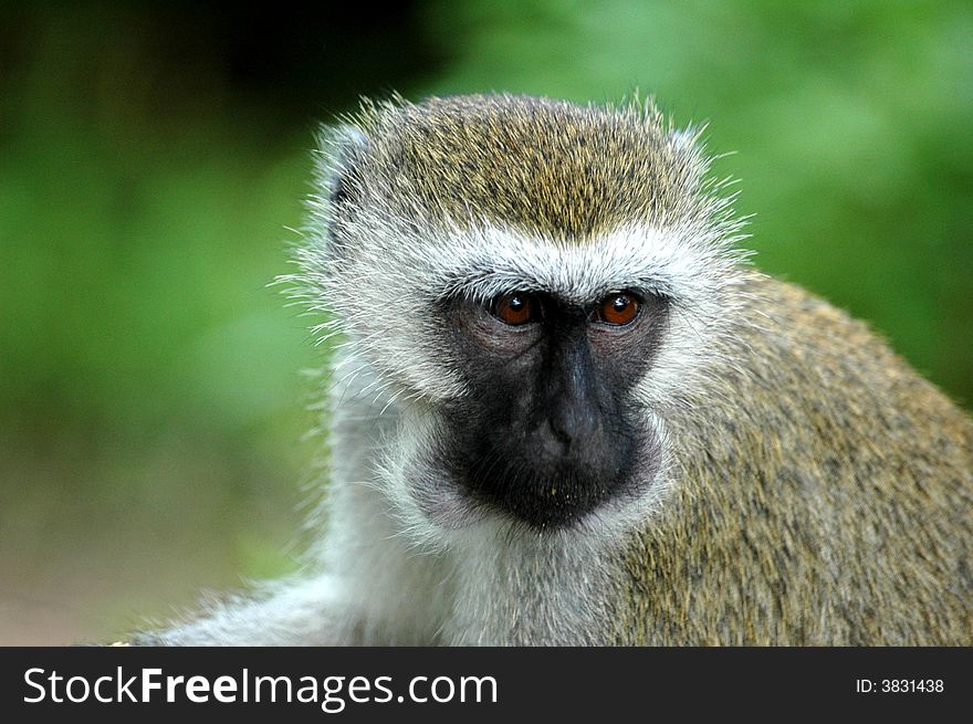 Head shot of a vevet monkey. Head shot of a vevet monkey